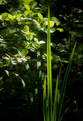 Flore sauvage dans les marais de Dombes à Saint-Paul-de-Varax, France