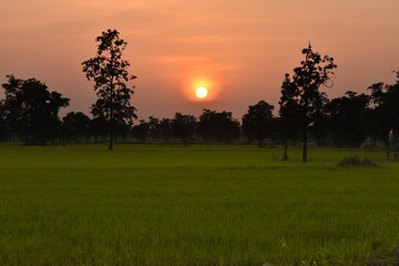 Evening sunset view from the paddy field with beautiful orange cloud.