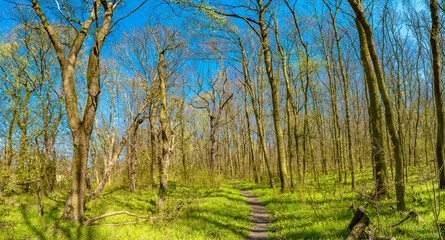Obraz premium Panoramic view of early Spring forest covered with moss and lichen near Magdeburg, Germany