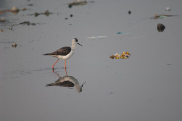 Black-winged stilt Himantopus himantopus surrounded by garbage. Yamuna River. Agra. Uttar Pradesh. India.