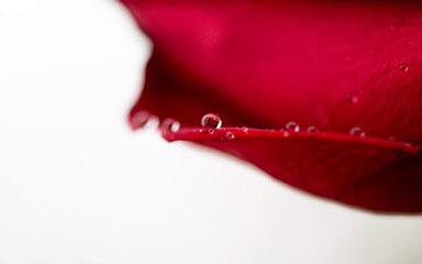 Rose wet in the rain.