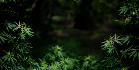 Cannabis bushes that grows in the wild.Cannabis bush at sunset panorama.Cannabis bush on a black background.Wild hemp. Close-up. Young green plant.