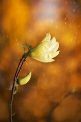 Fototapeta na wymiar ellow magnolia flower on a natural background of a spring garden. 