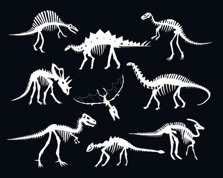 Dinosaurs bones hand drawn vector illustrations set