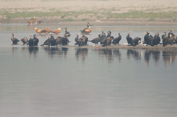 Great cormorants Phalacrocorax carbo in the Yamuna River. Agra. Uttar Pradesh. India.