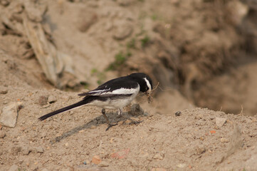 White-browed wagtail Motacilla maderaspatensis collecting nesting material. Yamuna River. Agra. Uttar Pradesh. India.