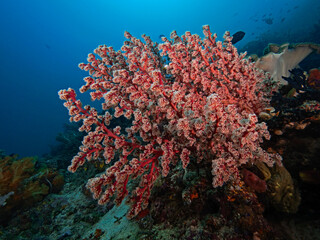 Naklejka na ściany i meble Soft Coral, Weiche Fächerkoralle (Siphonogorgia godeffroyi)
