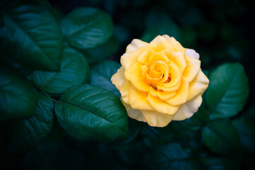 A rose blooming in the garden.