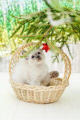 Kitten lies on the Christmas tree. Baby cat celebrates christmas and new year