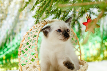 Kitten lies on the Christmas tree. Baby cat celebrates christmas and new year