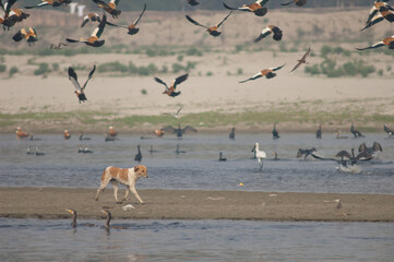 Feral dog Canis lupus familiaris and water birds. Yamuna River. Agra. Uttar Pradesh. India.