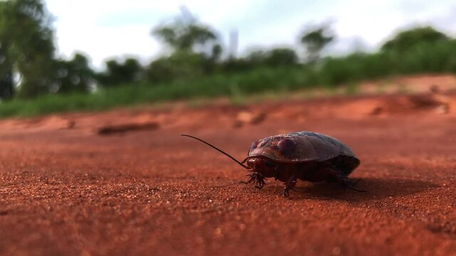 Wild cockroach on a gravel mud road