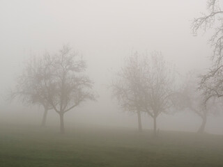 Grove of trees in the fog