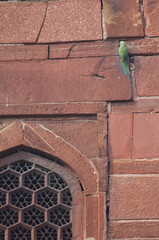 Male rose-ringed parakeet Psittacula krameri in the entrance of its nest. Agra. Uttar Pradesh....