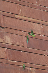 Male rose-ringed parakeets Psittacula krameri. Agra. Uttar Pradesh. India.