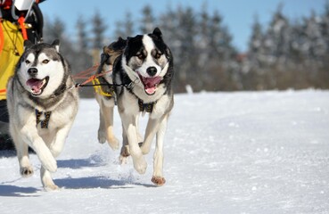 Hundeschlittenrennen mit Huskys