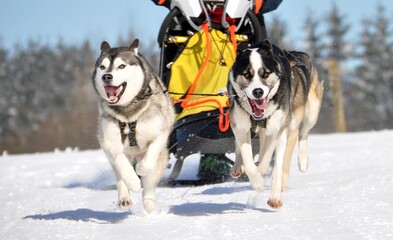 Hundeschlittenrennen mit Huskys