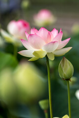 蓮の花　初夏のイメージ