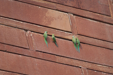 Obraz na płótnie Canvas Two pairs of rose-ringed parakeets Psittacula krameri. Agra. Uttar Pradesh. India.