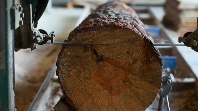 Closeup of cut pine tree log on sawing machine at wood production factory. Timber material processing and cutting at sawmill. Manufacturing process at lumber mill. Sawing woods on power machine