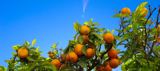 Banner of orange fruit on the branches. The sun's rays pass through the canopy of oranges. A group of large ripe oranges on a branch. Sky in the background. Green leaves. Citrus plant. Citrus fruit.