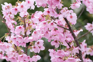 桜の花　春のイメージ