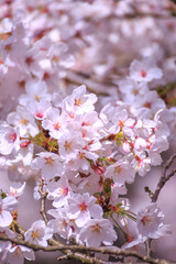 桜の花　春のイメージ