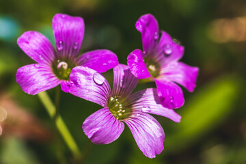 Obraz premium ムラサキカタバミの花