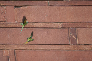 Pair of rose-ringed parakeets Psittacula krameri. Male at the top and female at the bottom. Agra....