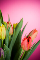 Fototapeta premium Bunch of colorful tulips on pink background