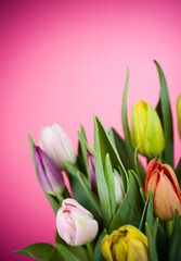Bunch of colorful tulips on pink background