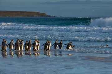 Group of King Penguins (Aptenodytes patagonicus) enter the sea at Volunteer Point in the Falkland Islands.