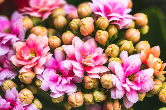 カランコエ Images Browse 187 Stock Photos Vectors And Video Adobe Stock