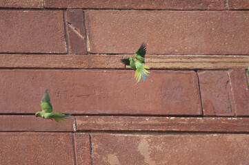 Rose-ringed parakeets Psittacula krameri flying. Agra. Uttar Pradesh. India.