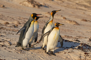 King Penguins (Aptenodytes patagonicus) at dawn on a sandy beach at Volunteer Point in the Falkland Islands.