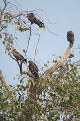Black kites Milvus migrans on a tree. Agra. Uttar Pradesh. India.