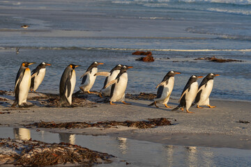 Fototapeta premium King Penguins (Aptenodytes patagonicus) and Gentoo Penguins (Pygoscelis papua) heading to sea at Volunteer Point in the Falkland Islands.
