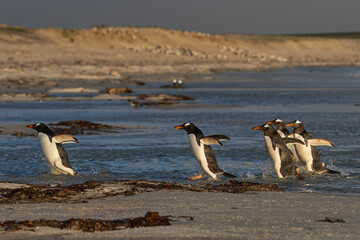 Group of Gentoo Penguins (Pygoscelis papua) enter the sea at Volunteer Point in the Falkland...