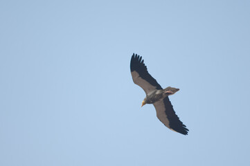 Egyptian vulture Neophron pernocterus in flight. Agra. Uttar Pradesh. India.