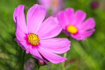 コスモス畑　秋のイメージ