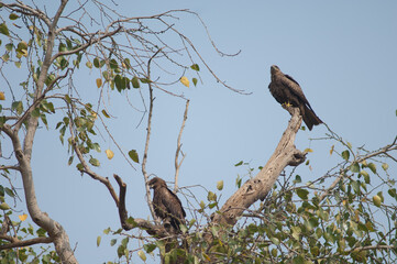 Black kites Milvus migrans on a tree. Agra. Uttar Pradesh. India.