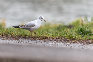 seagull on the beach