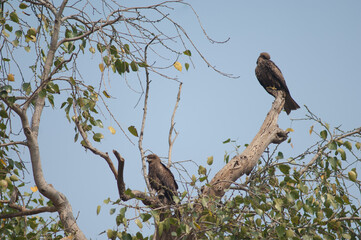 Black kites Milvus migrans on a tree. Agra. Uttar Pradesh. India.