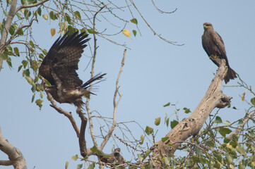 Black kites Milvus migrans on a tree. Agra. Uttar Pradesh. India.