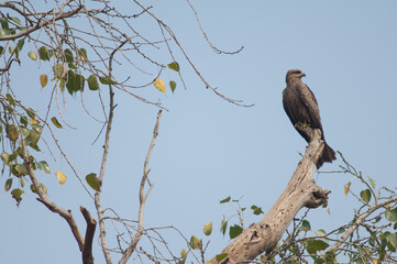 Black kite Milvus migrans on a tree. Agra. Uttar Pradesh. India.