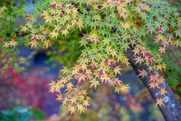 紅葉　秋のイメージ