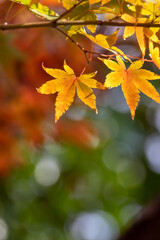 紅葉　秋のイメージ
