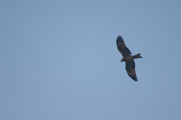 Black kite Milvus migrans in flight. Agra. Uttar Pradesh. India.