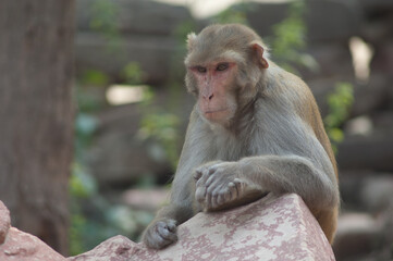 Rhesus macaque Macaca mulatta on a rock. Agra. Uttar Pradesh. India.