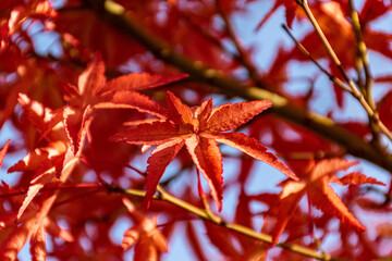 スマートな葉がとてもお洒落な真っ赤なモミジ